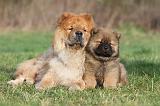 CHOW CHOW 194